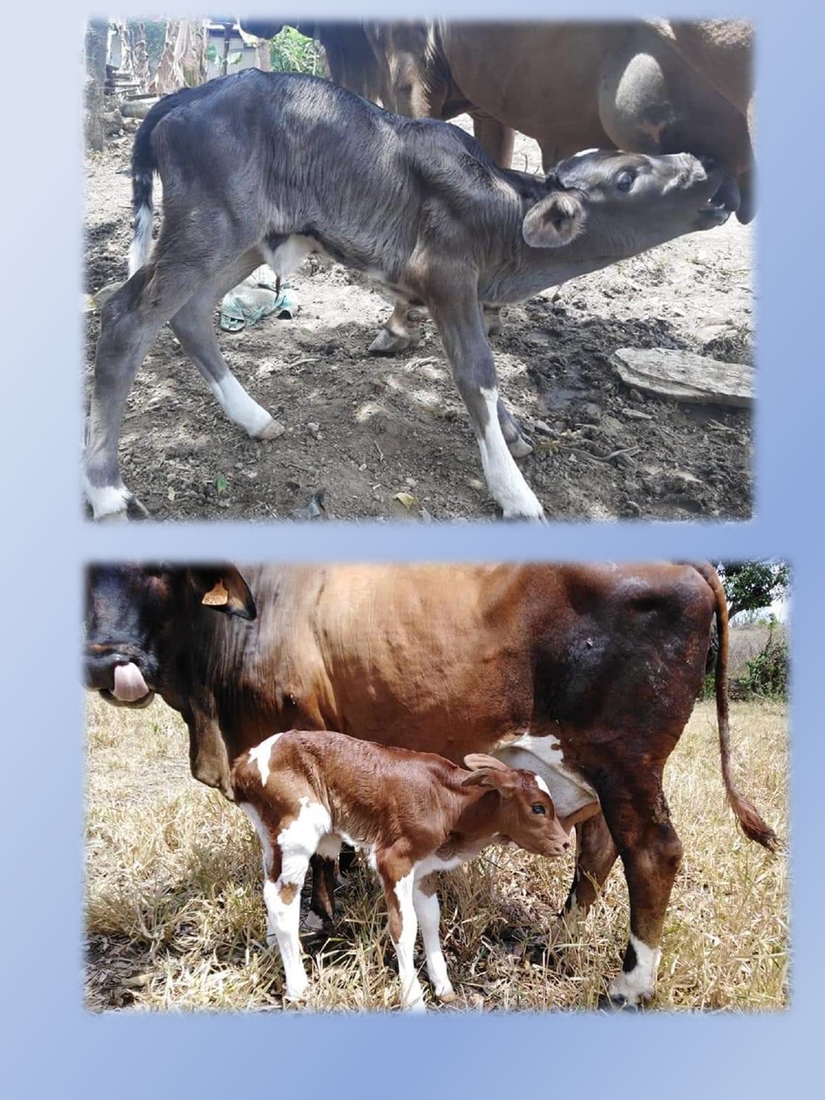 inseminacion-artificial-bovina